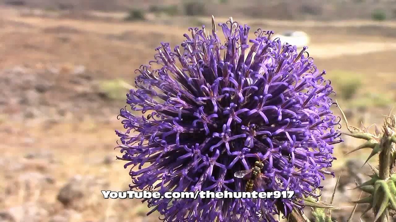 Düz Ovada Keklik Avı