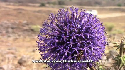 Düz Ovada Keklik Avı