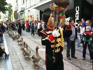 Гусиный марш. Смешные приколы гуси