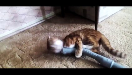 Gros clash entre un chat et un aspirateur !