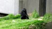 Silverback and baby gorilla san francisco zoo