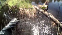 Beaver Cage Trapping with Comstock, 