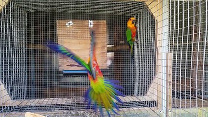 Pappagalli SlowMotion