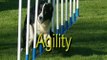 Agility highligts 2006