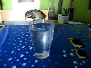 Mi gorrion dandose un baño en un vaso