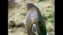 Documentary | Cobras laying eggs dangerous | Animals Giving Birth | National Geographic