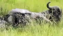 Lions hunting prey Animal Attack Buffalo, lions kill buffalo