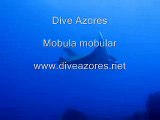 Dive Azores - Manta ray - Mobula tarapacana