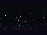 Grave of the fireflies   Harry potter AMV: FireFlies by Owl City