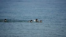 Red-breasted Mergansers