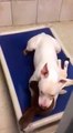Deaf Shelter Dog Cries Alone After Her Best Friend Is Adopted