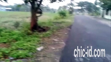 What Kind of Snake Is It? Jenis Ular Apakah Ini?