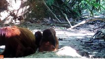Camera Trapping Red Howler Monkeys 3, The Peruvian Amazon Rainforest (2013)