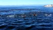 Humpback Whales and California Sea Lions - Whales Watching @ Monterey Bay September 2013