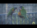 Baby Rainbow Lorikeet Being Fed By Parents