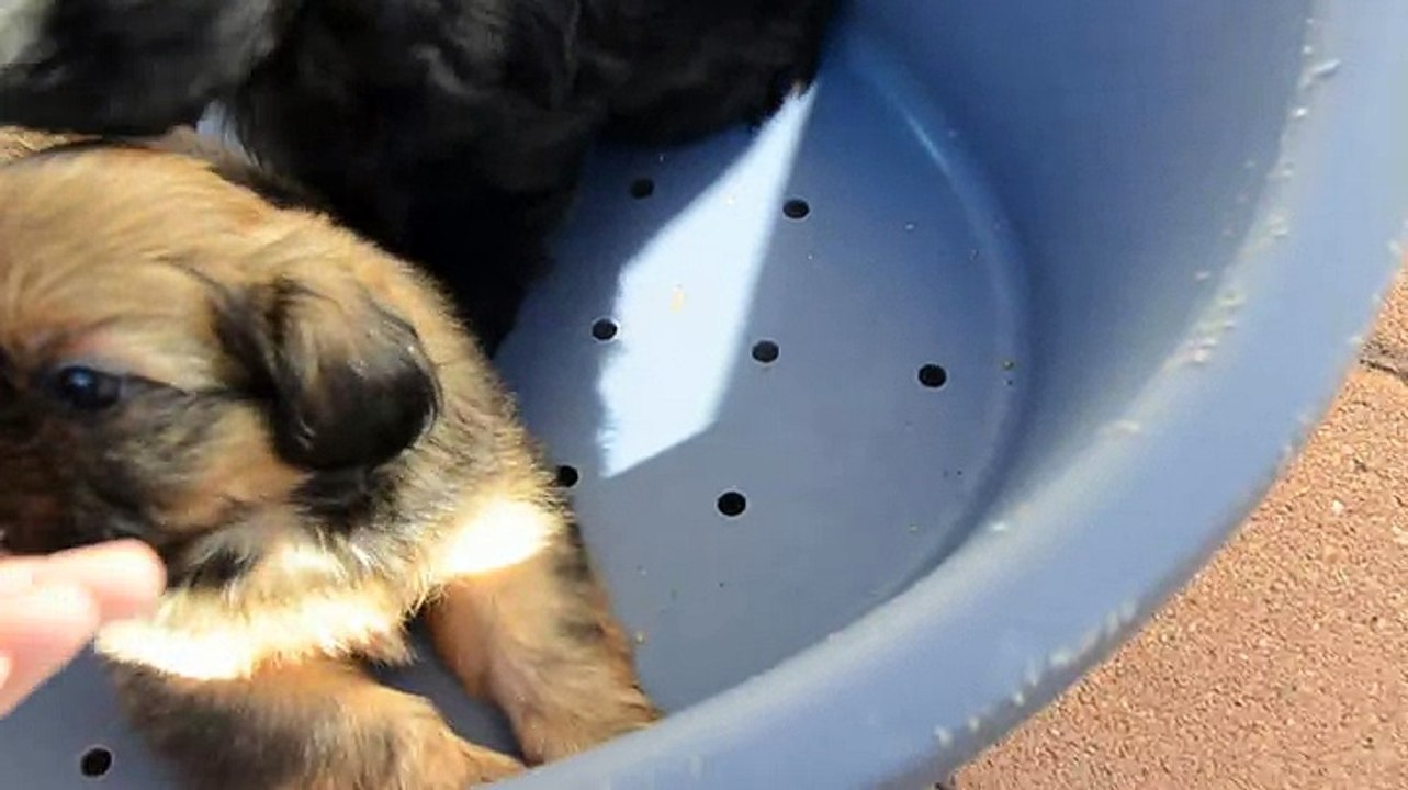 Bébés de Joconde 6 semaines 1/2