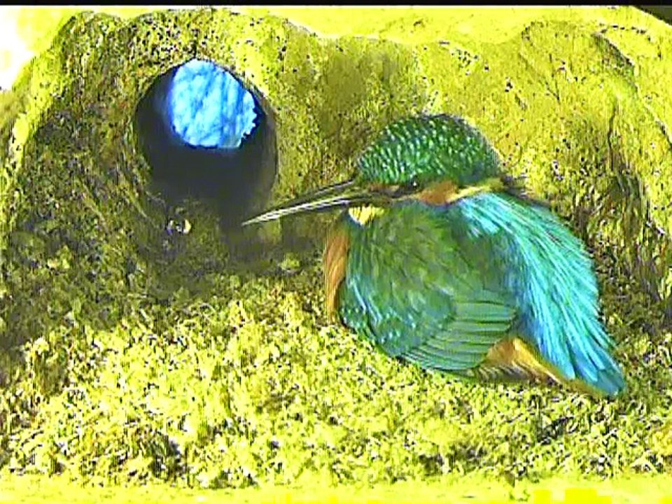 Live aus der Eisvogel Bruthoehle (87)