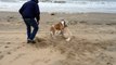 American Bulldog and Golden Retriever at the beach