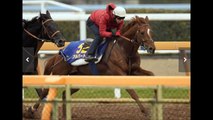 有馬記念（GI）（第60回グランプリ）　アルバート“Ｖ走デモ”  「競馬レース結果ハイライト」