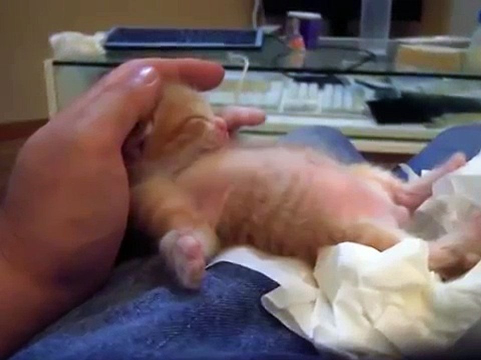 Un chaton roux retrouvé dans un petit camion a maintenant une famille avec des furets!