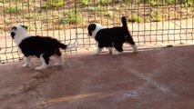Mafalda's Border Collie - Cachorros 