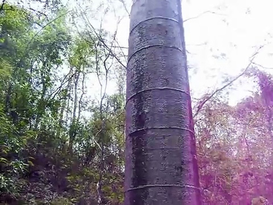 arbol gigante