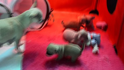 LES Bébés chihuahuas "du pays de Gulliver"