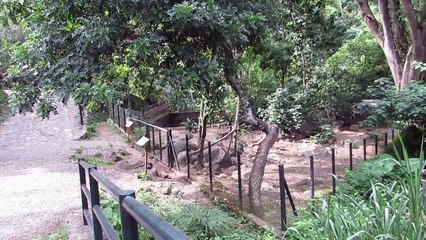 Rugido de Leon FURESA