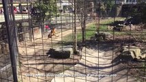 Une femme descend dans l'enclos d'un tigre au zoo