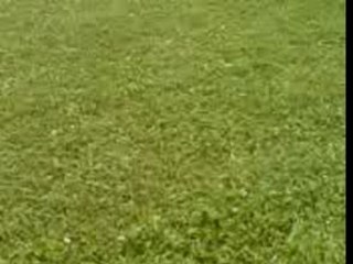 délire  apres barbecue (suite)