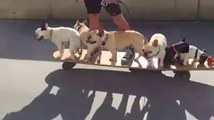 Dono leva seus 6 Cachorros em Cima do Skate