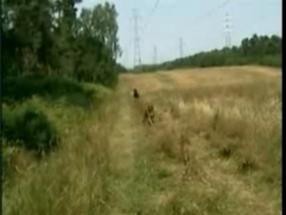 vegas et versace sur le terrain de cross