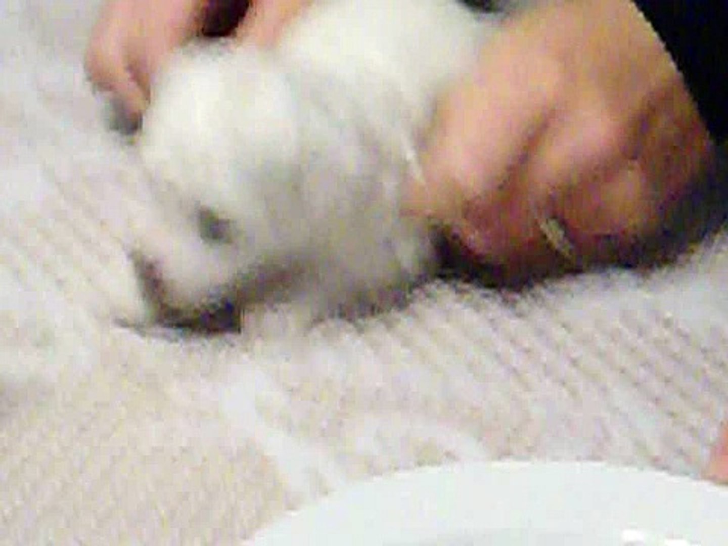my pets
