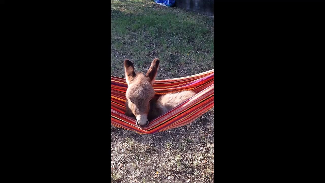 Ce petit âne kiffe son hamac et fait dodo
