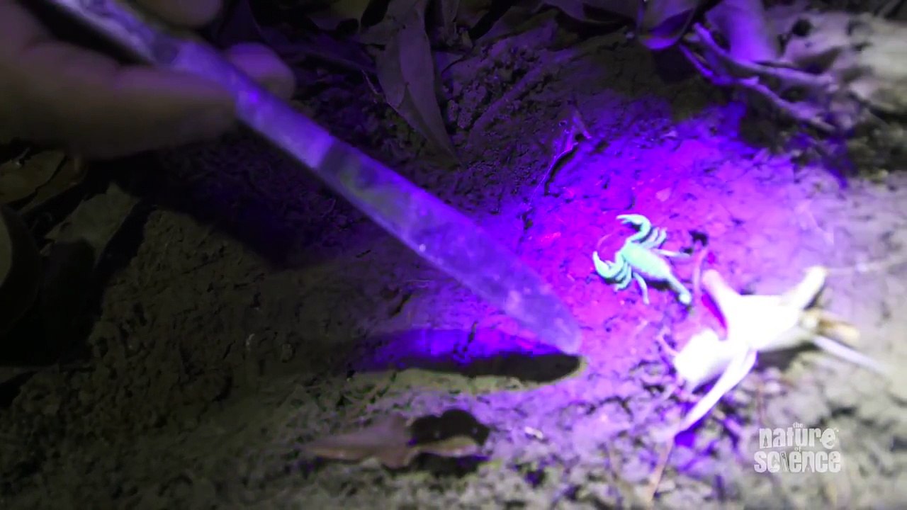 Scaring scorpions makes them more venomous