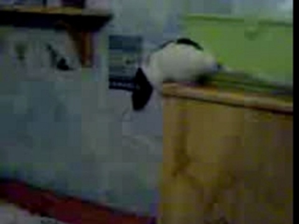 MOV00003