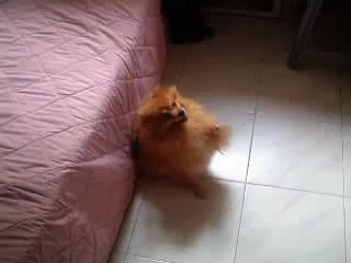 My Dog Doing Tricks 1