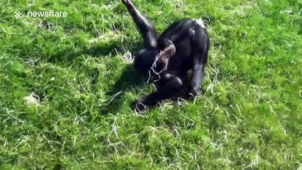 Young bonobo has fun sliding down a hill