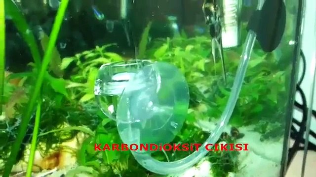 Co2 Diffuser ile Akvaryum Bitkilerine Karbondioksit Desteği