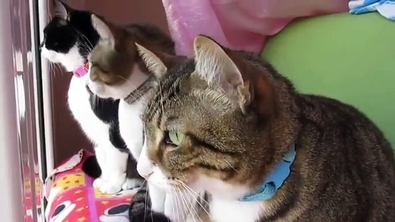 Des chats diaboliques préparent un mauvais coup...