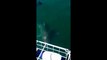 Un grand requin blanc arrive a rentrer dans une cage de plongeur - Carnage évité de peu