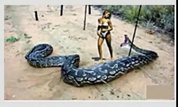 3ajaib wa gharaib 2015 عجائب وغرائب - biggest animals in the world 2