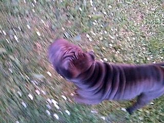 shar-pei