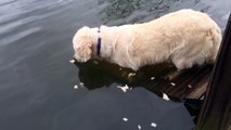 Golden Retriever Goes Fishing With Bread Crumbs