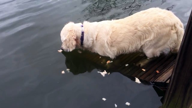 Golden Retriever Goes Fishing With Bread Crumbs