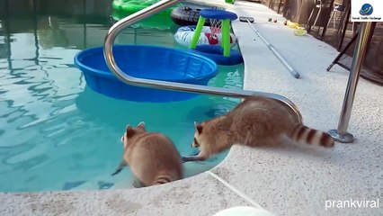 BEST FUNNY Cats  Dog Fails  Top ANIMALS COMPILATION