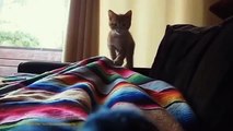 Try Not To Laugh Or Grin While Watching This Funny Cat Videos Impossible Challenge