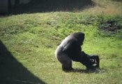 Règlement de compte entre gorilles au zoo de Philadelphie