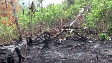 غابات غواتيمالا تحرق لانشاء مدرجات لمروحيات تجار المخدرات