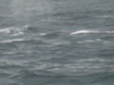 Les baleines...St andrew New Brunswick CAnada